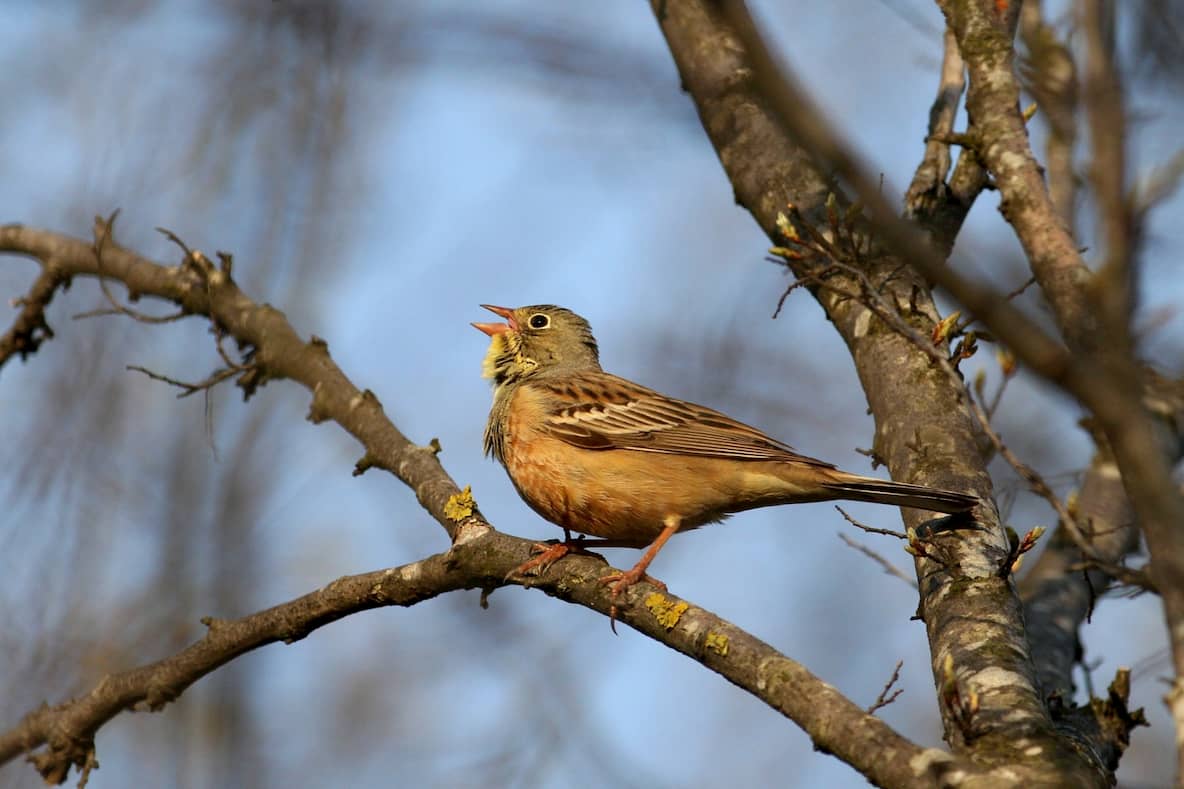 ortolan